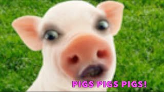 PIGS PIGS PIGS FOR KIDS [upl. by Bobseine]