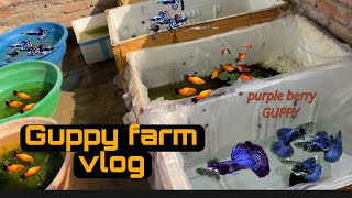 Mini fish farm update vlog🐠❣️ Diwali ki saaf safai ✨planted setup 🌱 PLATY fish fry update ❤️ [upl. by Sharp]