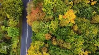 autumn trees near alford aberdeenshire Scotland [upl. by Elenahc]