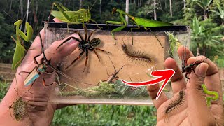 hunting insect in the wild‼️catch longhorn beetle praying mantis centipede weaver spider ladybug [upl. by Yssis405]