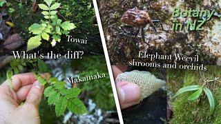 Plants of Pukenui Forests Taraire Ridge Whangarei New Zealand [upl. by Atimed]