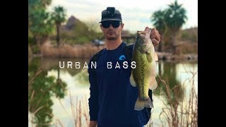 BIG Urban BASS on FLUKES  Papago Ponds [upl. by Ateuqram873]