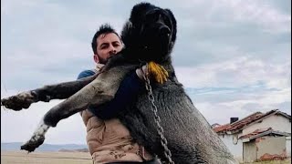 REKOR BÜYÜKLÜKTEKİ ÇOBAN KÖPEĞİ  World Biggest Shepherd Dog … [upl. by Cassi]