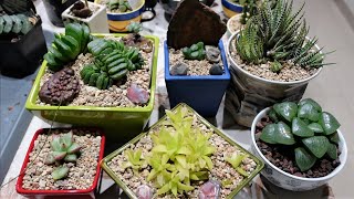 HAWORTHIA  How to Repot amp Propagate [upl. by Noreg]