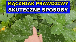 Skuteczne Sposoby na Mączniaka prawdziwego Oprysk Mączniak prawdziwy Zapobieganie Zwalczanie Sposób [upl. by Ludovika]