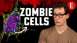 The AntiAging Effect of Removing Zombie Cells 7 Studies [upl. by Zaccaria846]