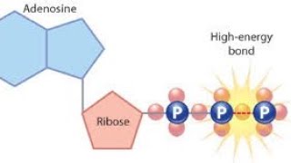 Class9class 11biologyATPADPAMP interconversion [upl. by Audy]