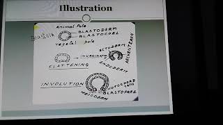 Understanding Gastrulation Eg Amphioxus [upl. by Idnic568]