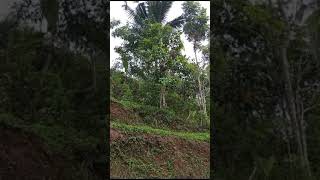 Forest Birds In The Rainy Rain Forest Pacitan Regency East Java Indonesia 2024 [upl. by Calandria812]