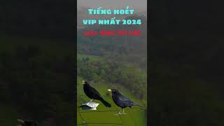 tiếng hoét vip nhất 2024 [upl. by Arlinda352]