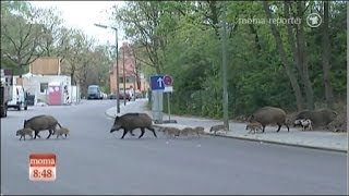 Wildschweine entern die Hauptstadt Berlin [upl. by Jacobina589]