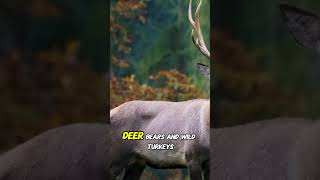 Cades Cove 🏞️ america documentary shorts [upl. by Eiveneg141]