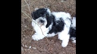 Trained Australian Labradoodle Puppies [upl. by Leggat655]