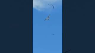 SEAGULLS SWARM TO ATTACK TORBAY ENGLAND [upl. by Netti]