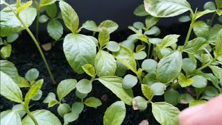 How to Grow Egyptian Spinach in Container  Saluyot  Manila London  Organic Gardening Vegan [upl. by Ainez]