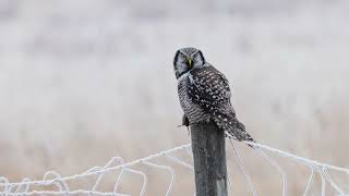 The Elusive Northern Hawk Owl [upl. by Nanoc]