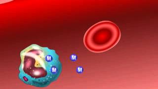 Uptake and Delivery of Antibiotic Macrolides by Phagocytes [upl. by Adnaram]