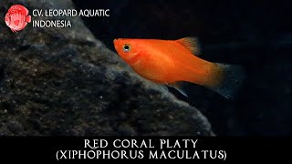 Xiphophorus maculatus THE ELEGANT Red Coral Platy Leopard Aquatic E002C [upl. by Jannel]