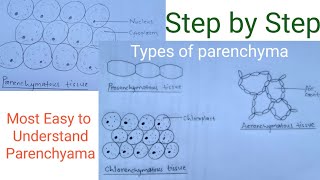 How to draw parenchymatous tissue  Types of parenchyma  Easy way [upl. by Peednus]