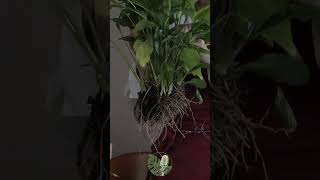 Peace Lily Plant Care Removing Dead Leaves for Propagation  Spathiphyllum Tips [upl. by Edurtreg]