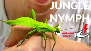 Giant Leaf Insect Found ft Jungle Nymph [upl. by Eybbob]