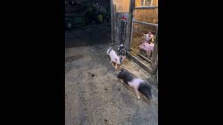 Piggies on the run farming pig piggy funnyshorts funnyanimals [upl. by Braynard]