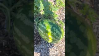 Fingers crossed my first watermelon is ripe 🤞chicken sheep cow homesteading garden harvest [upl. by Tennos691]