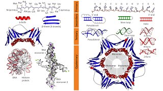 Macromolecules Proteins Polysaccharides Nucleic Acids Lipids [upl. by Yetty816]