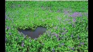 Fitorremediación con Eichhornia crassipes en aguas residuales del cantón Jipijapa Ecuador [upl. by Accever456]