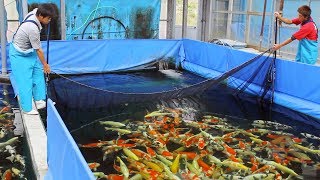 What is it like to buy koi in Japan Episode 1  The Buying Experience [upl. by Hobbs]