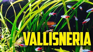 How to Care for Vallisneria  The One Plant Wonder [upl. by Felizio]