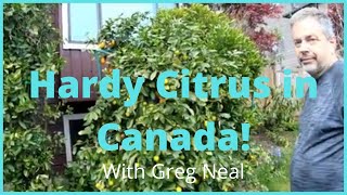 Hardy Citrus in Canada In ground Meyer Lemon tree in Canada [upl. by Carrie]