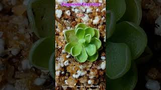 Pinguicula Esseriana quotTiny but mighty beautifulquot Esseriana CarnivorousPlants Pinguicula india [upl. by Vilberg]