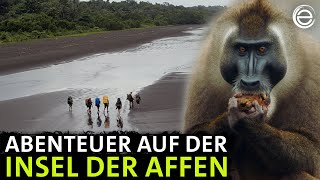 Unter Afrikas Affen ‒ Das Abenteuer  Erlebnis Erde [upl. by Lindner]