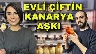 TÜRKİYE’NİN EN BÜYÜK KIRMIZI LİPOGRAM KANARYA ÜRETİCİSİ AGAH EMRE [upl. by Edelman323]