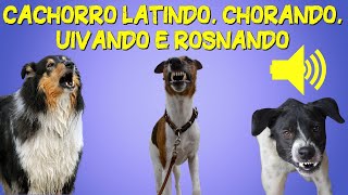 Som de Cachorro Latindo Chorando Uivando e Rosnando Barulho de Cachorro [upl. by Haelak]