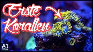 Einsteiger Korallen für Meerwasser Aquarium  AquaOwner [upl. by Eimia]