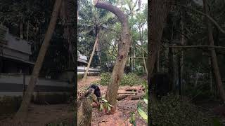 woodhardworktreekeralawoodworkingstihlchainsawstihlyoutubeshortskerala [upl. by Muir]