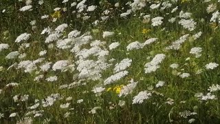 Wild Carrot Useless Vegetable but Remarkable Medicinal Herb See description [upl. by Jaan122]