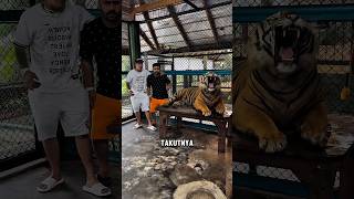 Jangan Terlalu Dekat Dengan Harimau [upl. by Milstone]