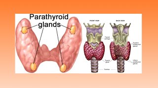 ENDOCRINE SYSTEM Parathyroid glandPart10 [upl. by Azitram]