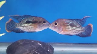 What does it mean when cichlids are quotkissingquot How to stop aggression in cichlids [upl. by Albur]