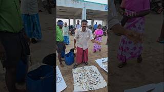 😄🐙🦐Funny dancing anna fish auction at mallipattinam harbour fishing prawns food [upl. by Nirik]