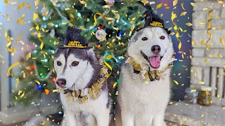 My Husky LOVES New Years Confetti [upl. by Doykos344]