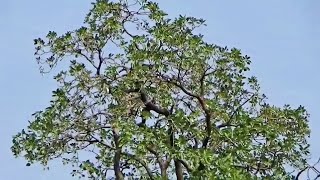 Medicinal Tree Behada or Terminalia bellirica quotBaheraquot or Beleric or bastard myrobalan [upl. by Letitia]