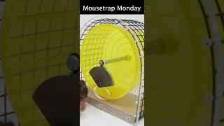 This Exercise Wheel Mouse Trap Is Genius Mousetrap Monday [upl. by Mukund]