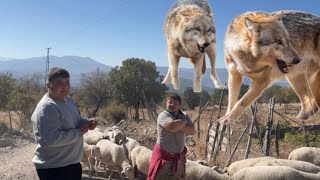 4 TANE KÖPEĞİ ZEHİRLENEN ÇOBANIN SÜRÜSÜNE KURT GELDİ [upl. by Carly]