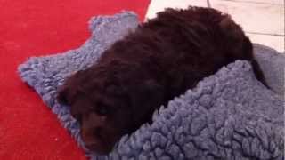 Nestje 2013  Week 8 video 1  Freonskip Australian Labradoodles [upl. by Cesare]