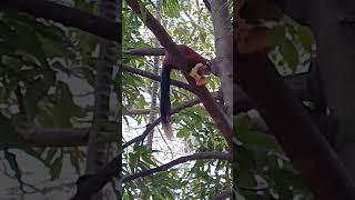 Indian Malabar Giant Squirrel at Tirupati [upl. by Rialb]