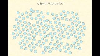 BIO2020 Episode 064 adaptive immunity Tcell and Bcell receptors [upl. by Akcirederf]